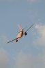 008-dsc_4760.jpg.small.jpeg