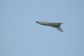 020-dsc_8103.jpg.small.jpeg
