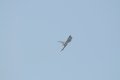 040-dsc_8144.jpg.small.jpeg