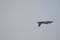 099-dsc_8262.jpg.small.jpeg