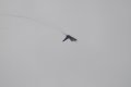 114-dsc_4790.jpg.small.jpeg